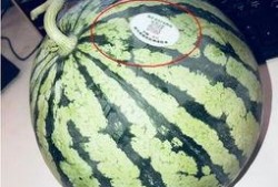 网红柴瓜怎么吃,解锁美味新境界